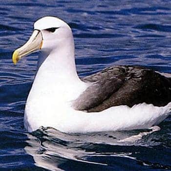 Albatros del Pacifico