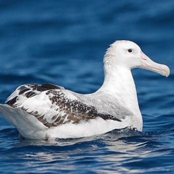 Albatros errante