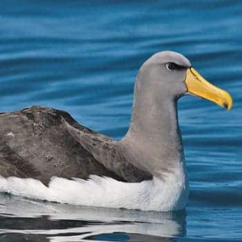 Albatros de Chatham