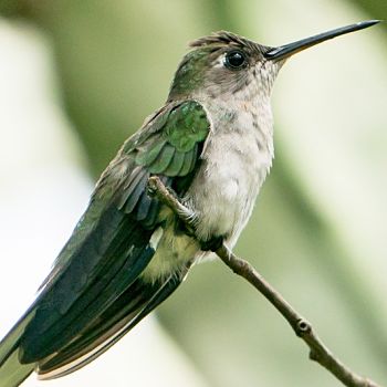 colibrí de bosque seco