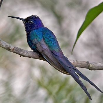 colibrí golondrina