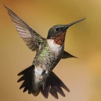 colibrí sombrío