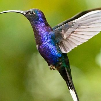 colibrí topacio
