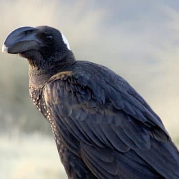 cuervo pico